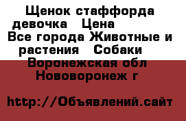 Щенок стаффорда девочка › Цена ­ 20 000 - Все города Животные и растения » Собаки   . Воронежская обл.,Нововоронеж г.